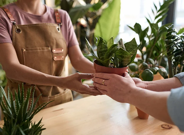 vente de plantes vertes à La Suze-sur-Sarthe près d’Allonnes dans la Sarthe 72
