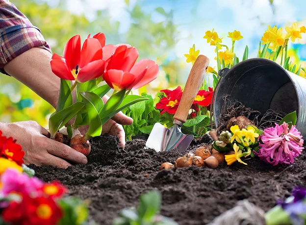 logo la lachouettefleur